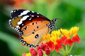 國產采精小蝴蝶,探尋自然之美與科技創新的完美融合