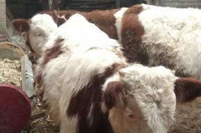 國產牛牛,探尋中國牛肉產業的崛起之路